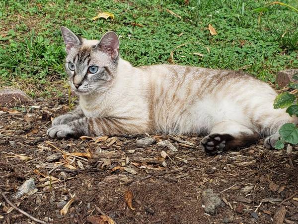 Lost Cat in Kingsport