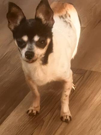 Lost dog