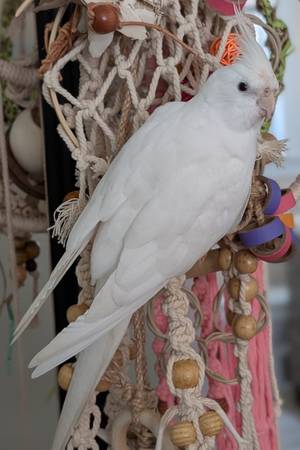 Lost Bird in Elizabeth City