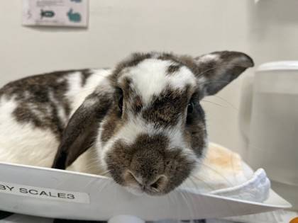 Found rabbit