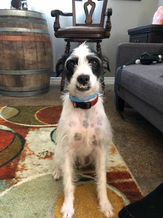 Lost dog