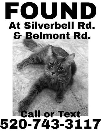 Found cat
