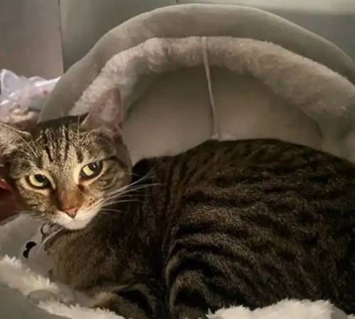Lost cat