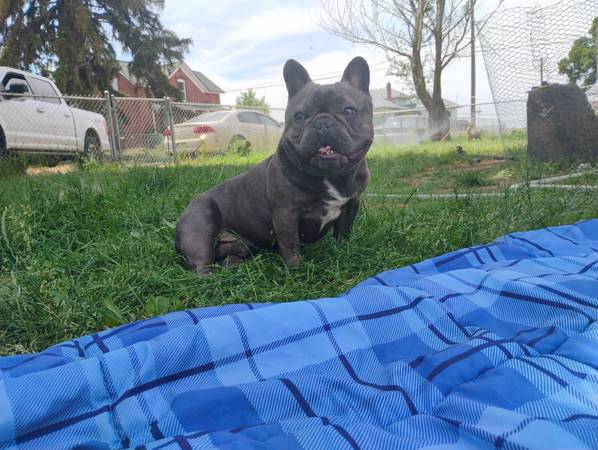 Lost dog