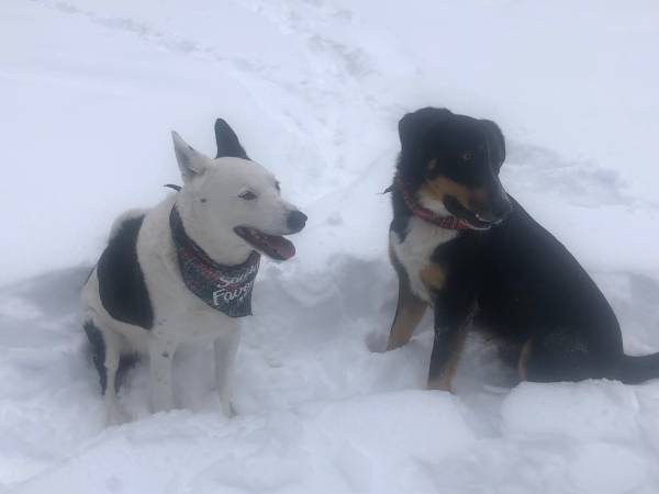 Lost dog