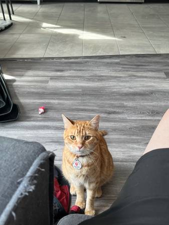 Lost Cat in Warrenville