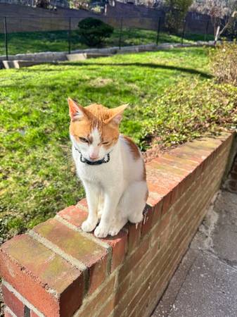 Lost Cat in Hartsdale