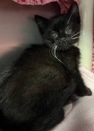 Found cat