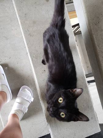 Found Cat in Moscow