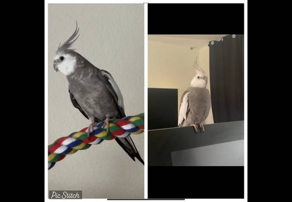 Lost Bird in Port Charlotte