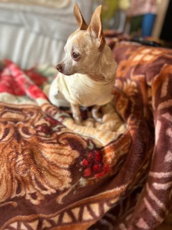 Lost dog
