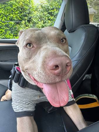 Found dog
