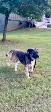 Found dog