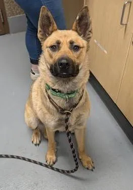 Found dog
