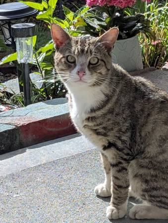 Found cat
