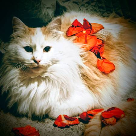 Lost cat