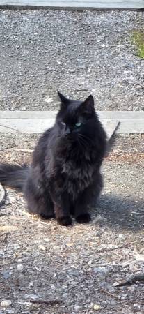 Lost cat