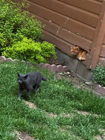 Found cat