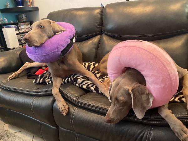 Lost dog