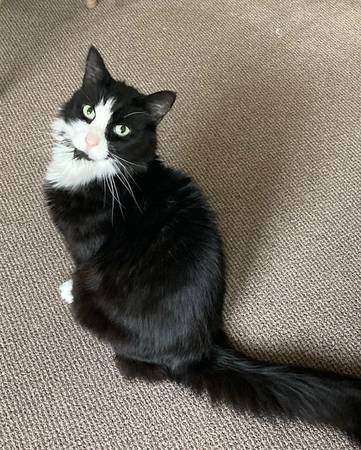 Lost Cat in Marstons Mills