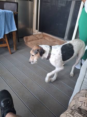 Found dog