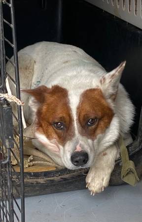 Found Dog in Eugene