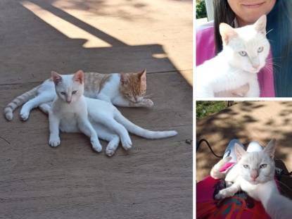 Lost Cat in Hot Springs National Park