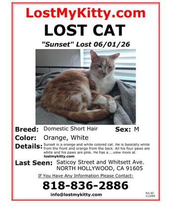 Lost cat