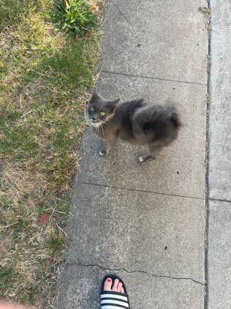 Found cat