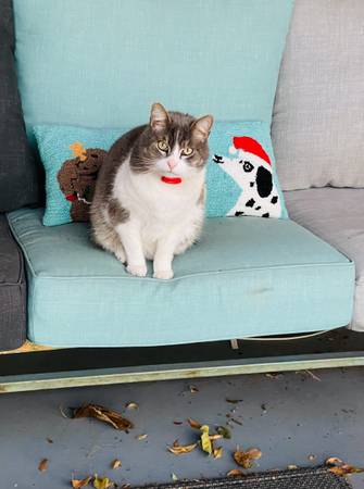 Lost cat