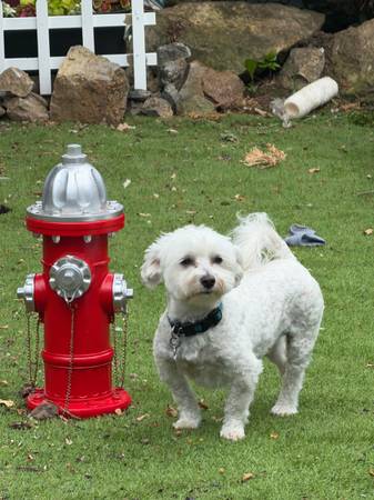 Lost dog