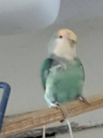 Lost bird
