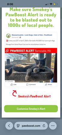 Lost Cat in Hyannis