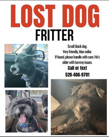 Lost Dog in Tucson