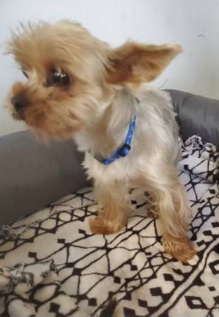 Lost Dog in Mukilteo