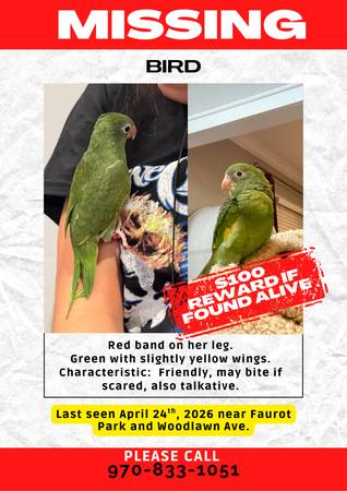 Lost Bird in Lima