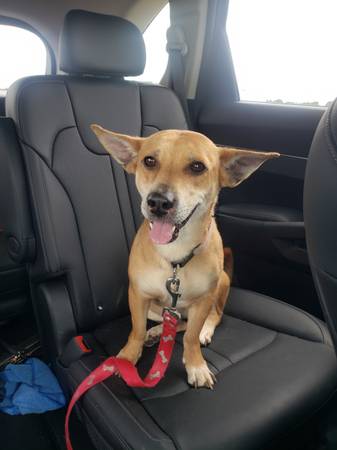 Found dog