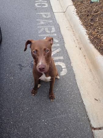 Found Dog in Huntersville