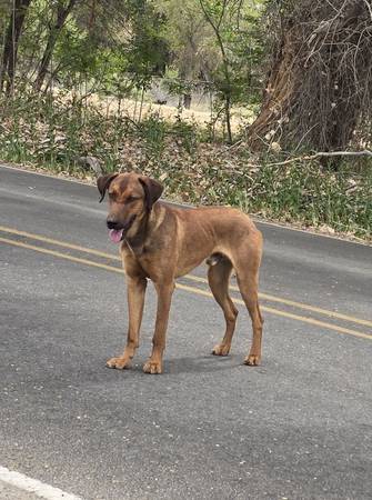 Found dog