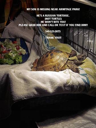 Lost pet
