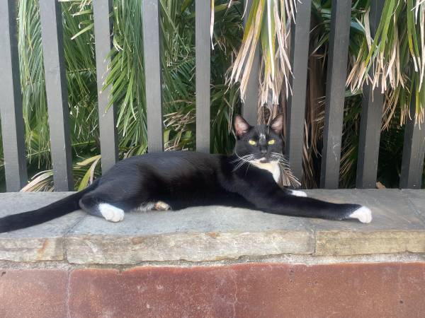Lost Cat in Franks Hot Dogs