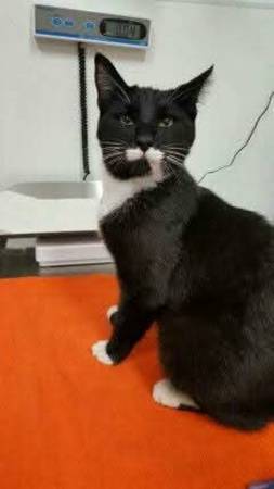 Lost Cat in Surrey