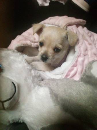 Lost dog