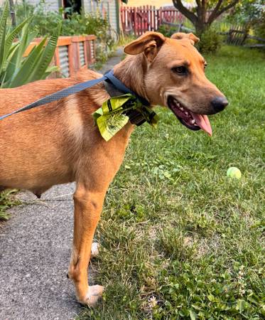 Found dog