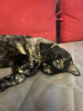 Lost cat