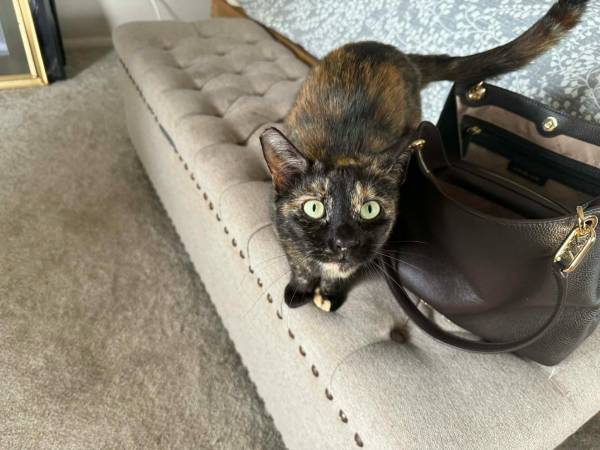 Lost cat