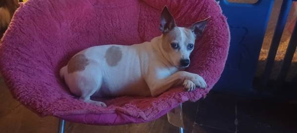 Lost dog