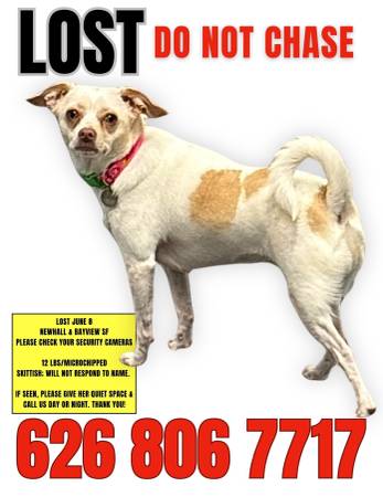 Lost dog