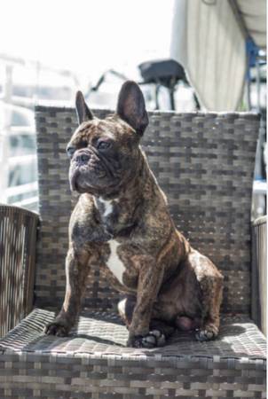 Lost Dog in Huntington Beach