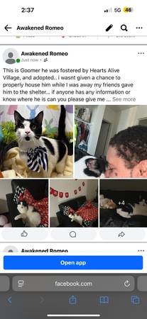 Lost cat